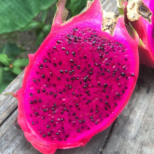500 Red Dragon Fruit Seeds - Pitaya Hylocereus Undatus - Rare Cactus Seeds for Home Gardening