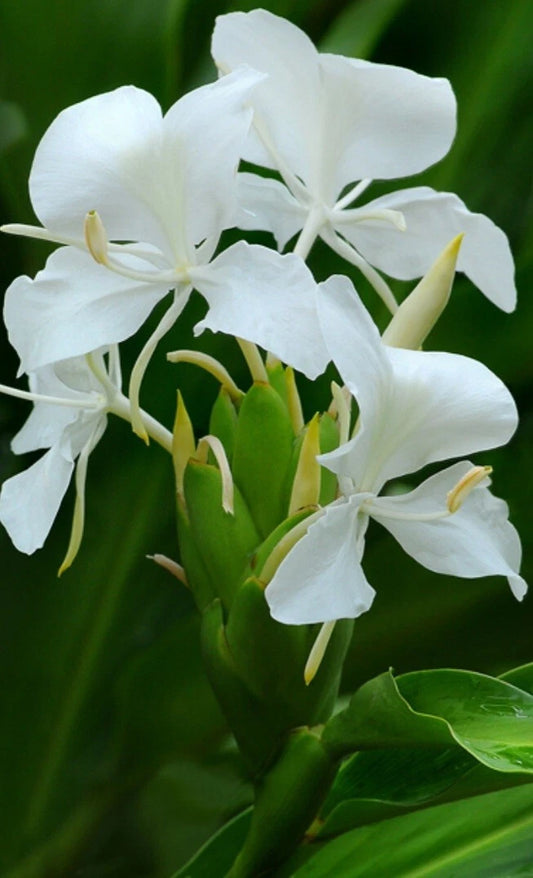 Fragrant White Butterfly Ginger Lily Plant - Fully Rooted Hedychium Coronarium - USA Grown
