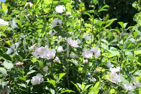 Rose-of-Sharon Cuttings - Blushing Bride Pink Stem Branches - Hibiscus syriacus Bush/Shrub/Tree