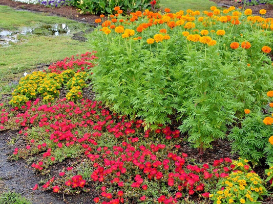 African Marigold Flower Seeds - 300+ Count - Deer Resistant, Pollinator Friendly - Tagetes erecta