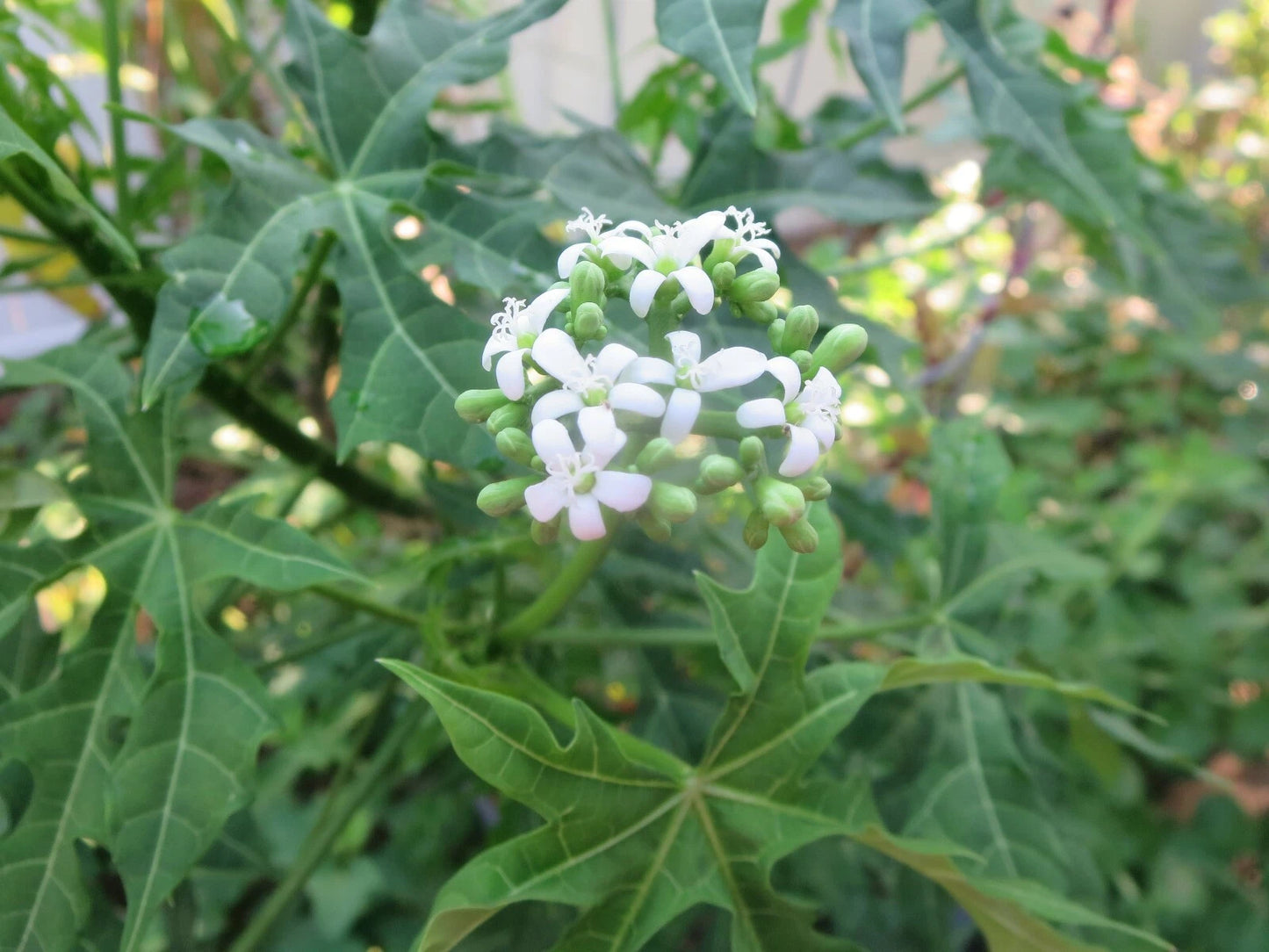 Chaya Cuttings - 5 Edible Tree Cuttings - Maya Miracle Spinach - Cnidoscolus aconitifolius