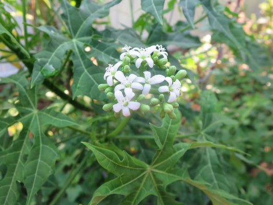 Chaya Cuttings - 5 Edible Tree Cuttings - Maya Miracle Spinach - Cnidoscolus aconitifolius