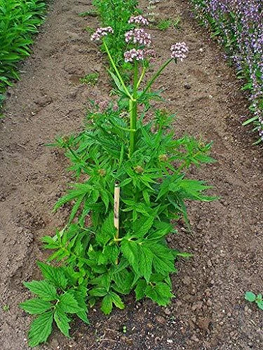 Live Valerian Plant - Medicinal Herb - Valeriana officinalis - Perennial Garden Plant