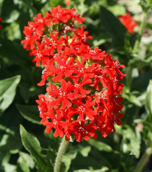 Maltese Cross Seeds 300+ Perennial Flower Seeds Lychnis Chalcedonica USA Free Shipping