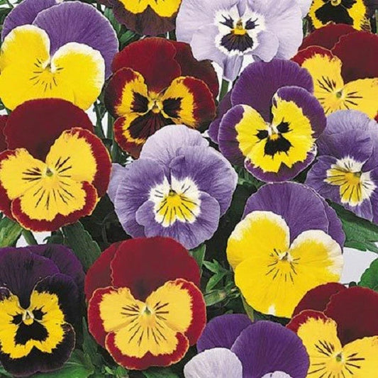 Joker Mix Pansy Seeds - 50 Seeds - Colorful Annual Flowers - Viola tricolor