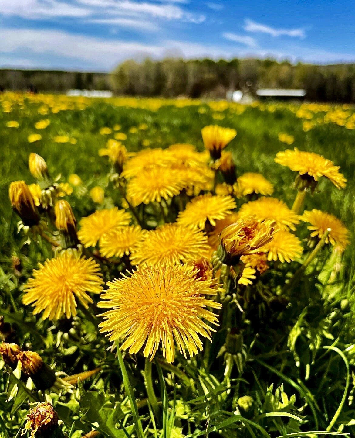 100 Organic Dandelion Seeds - Wild Yellow Flowers - Perennial Herb (Taraxacum officinale)