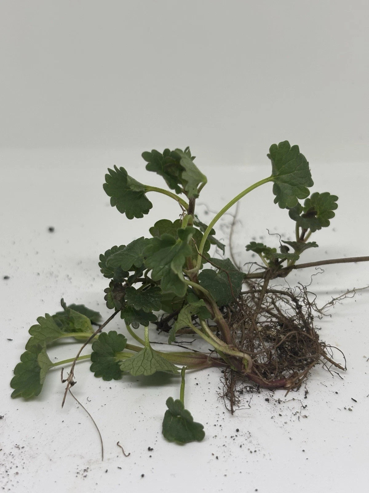 10 Creeping Charlie Plants – Live Bare Root Glechoma hederacea Vine | Evergreen Groundcover, Fast-Spreading Outdoor Plant