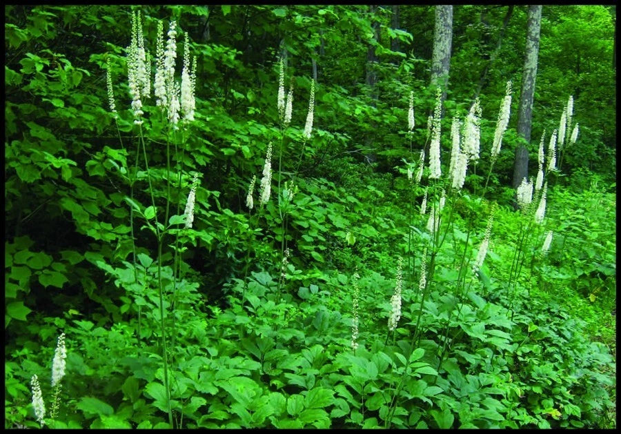 Wild Black Cohosh Bare Roots 5-Pack Appalachian 2025 Actaea racemosa