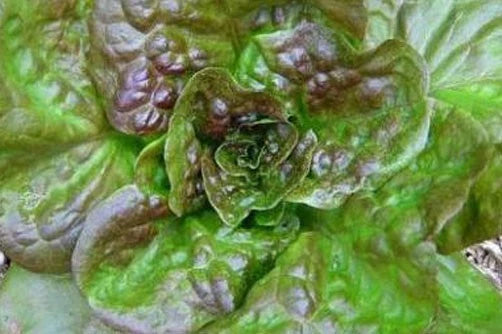 Bronze Guard Leaf Lettuce Seeds - 200 Count - Easy to Grow Lettuce Variety - Lactuca sativa
