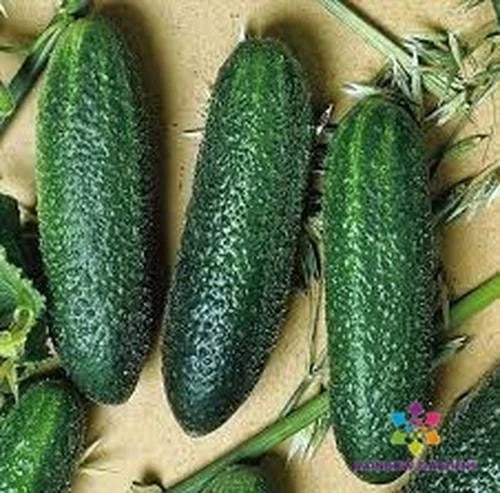 25+ Cool Breeze India Cucumber Seeds - Garden Planting - Cucumis sativus - USA - Free Shipping