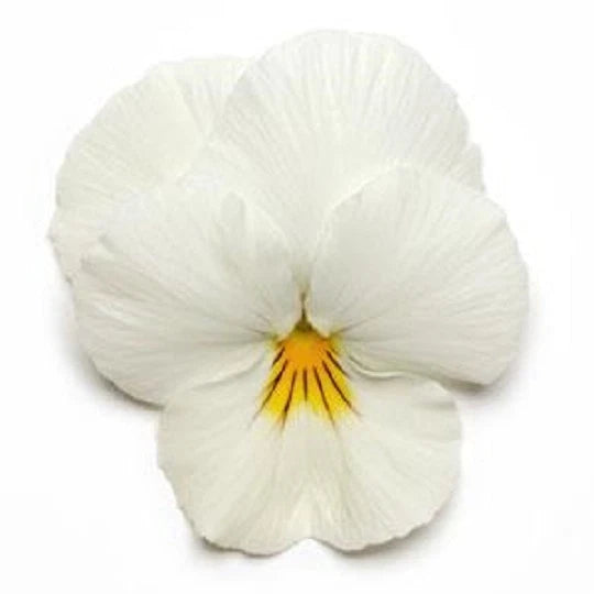 15 Pansy Seeds Cool Wave White - Hanging Pansy - Viola x wittrockiana