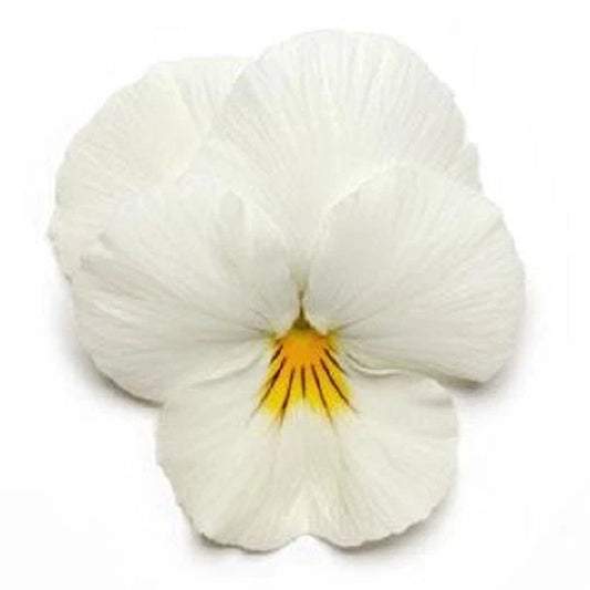 15 Pansy Seeds Cool Wave White - Hanging Pansy - Viola x wittrockiana