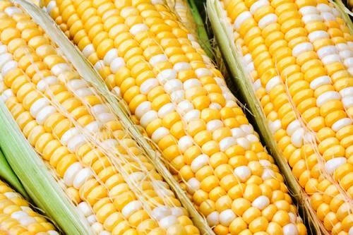 Sweet Corn Seed - Cappucino Variety - Fresh Seeds - Zea mays - Non-GMO, High Yield, Free Shipping