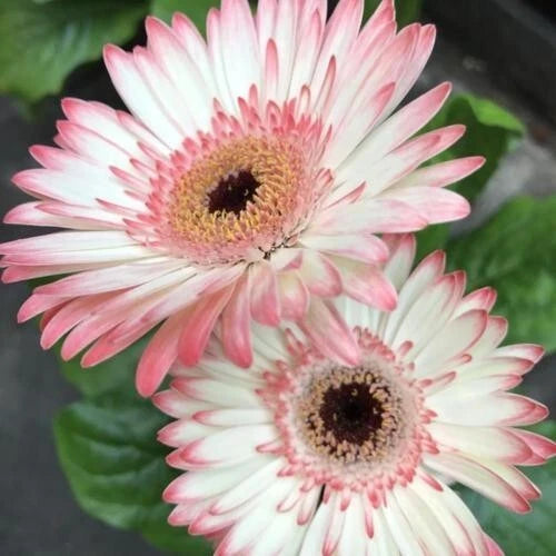 Gerbera Daisy Seeds - 200+ Count - White & Pink Variety - Gerbera jamesonii - USA