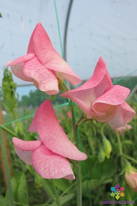 Emily Sweet Pea Seeds - 50+ Pack for Garden Planting - Lathyrus odoratus - USA Grown, Free Shipping