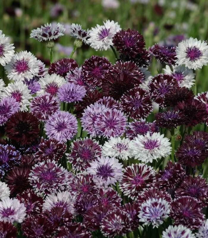 50 Classic Magic Bachelor's Button Seeds - Annual Flower Seeds (Centaurea cyanus) - Vibrant Blue Blooms, USA Variety
