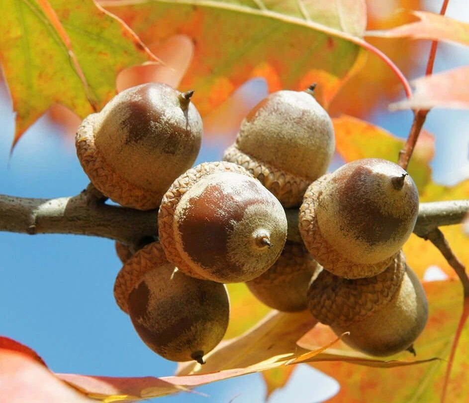 25 Red Oak Acorn Seeds - Quercus rubra - 1 to 1½ Inch Shiny Acorns for Planting, Mature Height 50 to 70 Feet