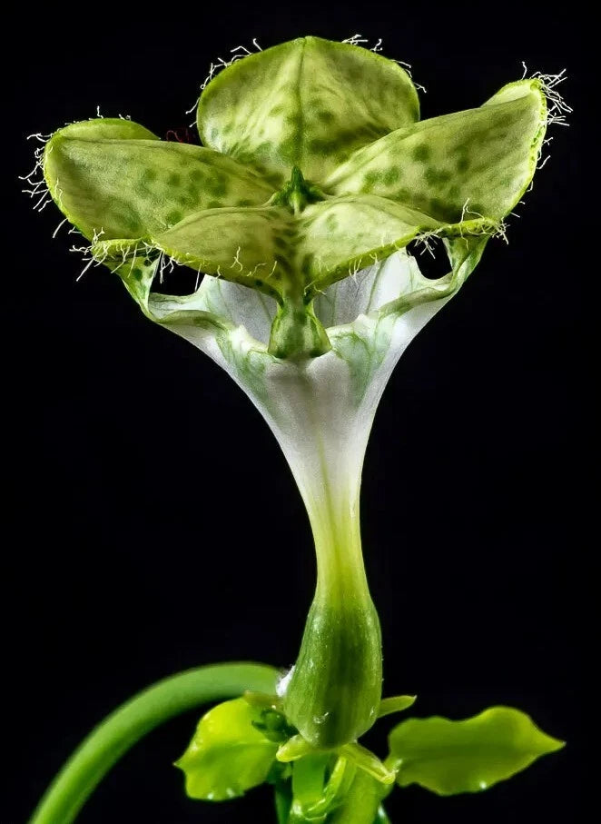 Ceropegia Sandersonii Parachute Plant in 3.5" Pot - Well Rooted Indoor Succulent