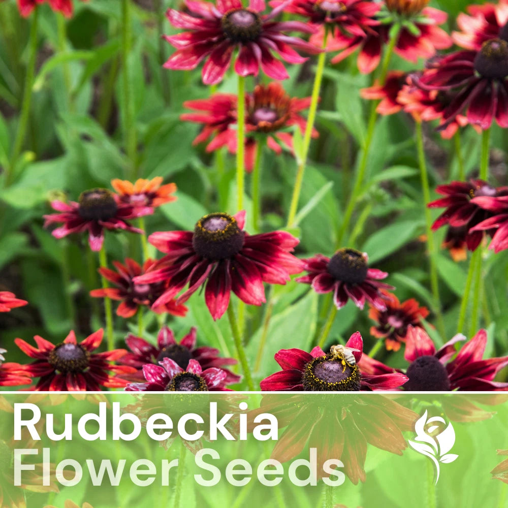 Blackberry Delight Rudbeckia Seeds - 125+ Annual Flower Seeds for Garden - Black-Eyed Susan (Rudbeckia hirta)