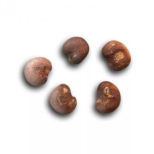 10 African Baobab Seeds - 10 Seeds (Adansonia digitata) - Rare and Unique Planting Seeds for Gardening