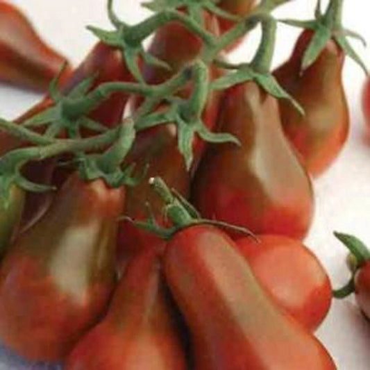 Chocolate Pear Seeds - Pear Shaped Cherry - 30 Seeds - Prunus avium - Buy 3, Get 20% Off!