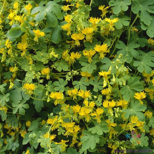Canary Creeper Nasturtium Seeds - 50+ Pack - Ideal for Garden Planting - Tropaeolum peregrinum - USA