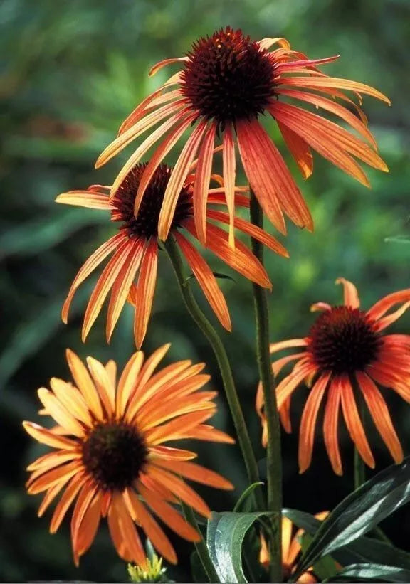 50 Orange Coneflower Seeds - Echinacea Purpurea Perennial Flowers - Bright Garden Blooms for Pollinator-Friendly Gardens