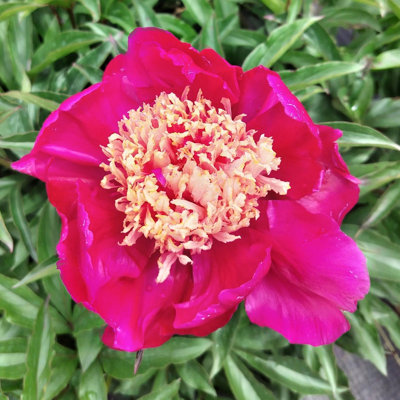 Herbaceous Peony Large Root "Winnifred Domme" 5-7 Eyes Field Grown Fall Ship Paeonia lactiflora