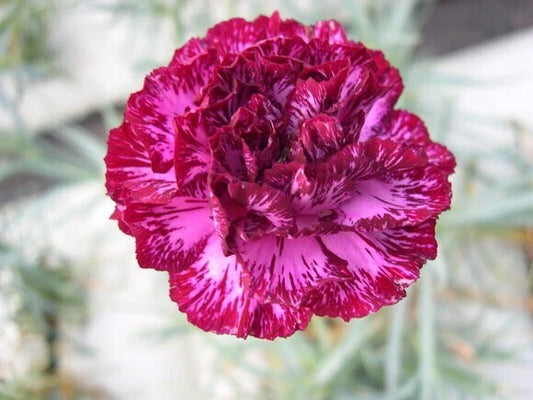 Blackberry Ice Carnation Seeds - 100 Perennial Dianthus Flower Seeds for Garden Planting