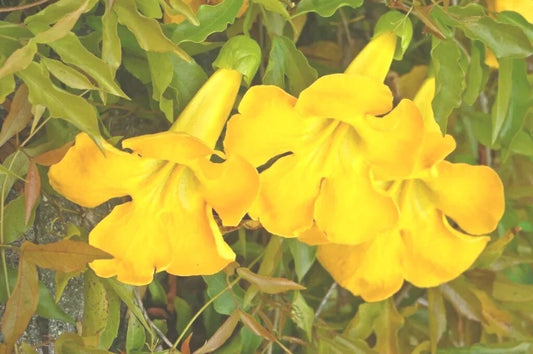 Cat's Claw Creeper Seeds - 20 Fresh Seeds of Dolichandra Unguis-Cati - 2024 Harvest