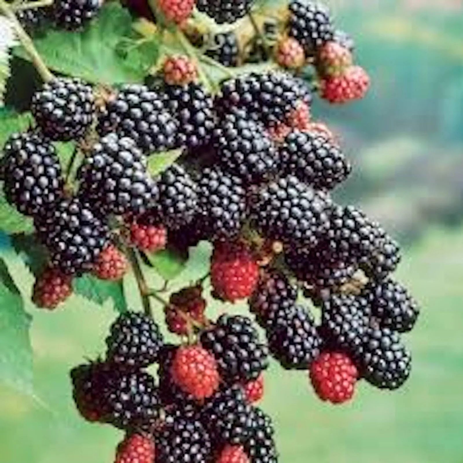 Prime-Ark 45 Blackberry Plant - 10 Bare Root Floricane Edible Fruit - Rubus fruticosus - High Antioxidant, Low Fat