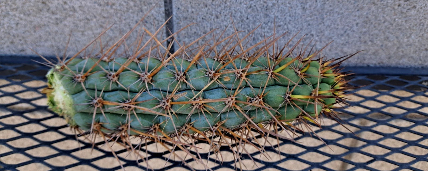 Cereus Chalaensis SS04 Cactus Cutting 7" | Unique Succulent Plant | Ideal for Indoor & Outdoor Gardens