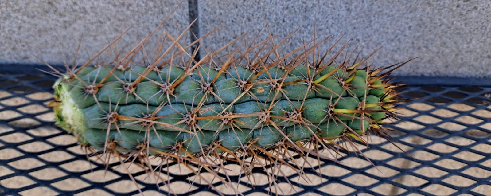 Cereus Chalaensis SS04 Cactus Cutting 7" | Unique Succulent Plant | Ideal for Indoor & Outdoor Gardens