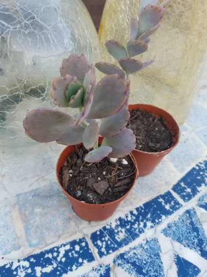 Kalanchoe Variegata Plant - 2" Pot - Lavender Scallops - Bryophyllum Fedtschenkoi