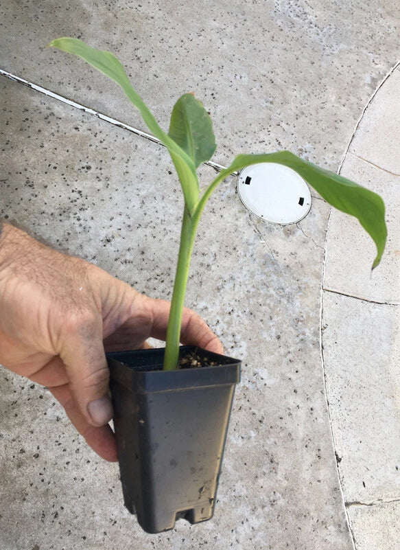 Musa Basjoo Banana – Cold Hardy Japanese Fiber Banana Plant – Bare Root Starter – Tropical Look – Non-Fruiting Ornamental Banana