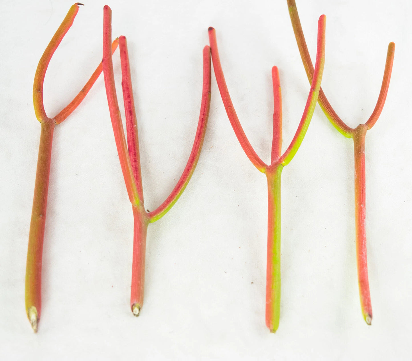 15 Fire Sticks Succulent Cuttings – Euphorbia Tirucalli – Unrooted Stems for Propagation – Colorful Drought-Tolerant Plant