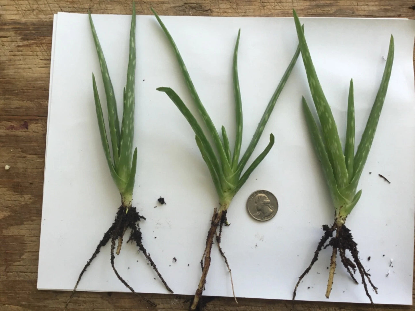 Organic Aloe Vera Plant – 1 Healthy Bare Root Live Plant – Medicinal S –  Jayme Garden