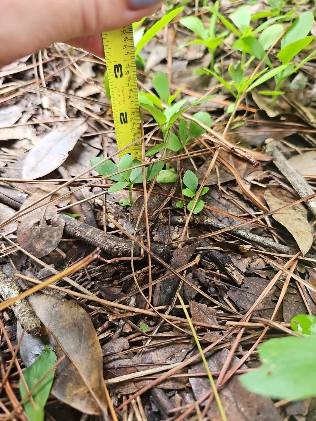 Kalanchoe pinnata Live Plant – Leaf of Life, Miracle Leaf, Wonder of the World – 2" Organic Starter for Healing & Indoor Garden