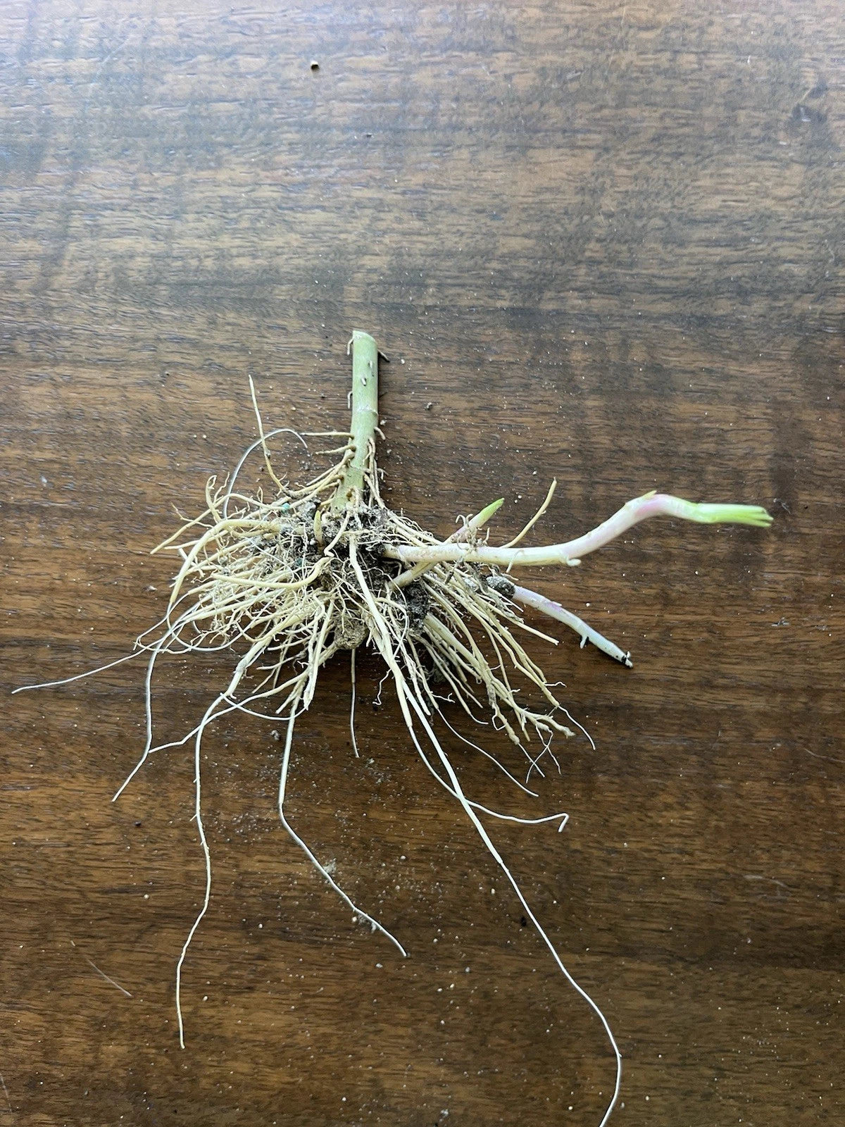 6 Mexican Petunia Rhizome Cuttings | Ruellia simplex | Live Purple Flowering Root Starts | Garden Border & Container Ornamental