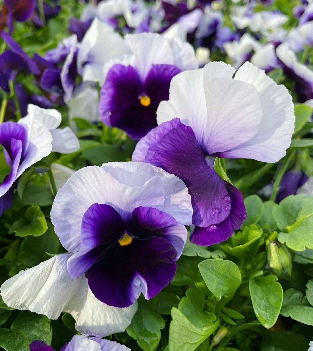 Pansy Seeds - 50 Count - Beaconsfield Variety - Viola Flower Seeds