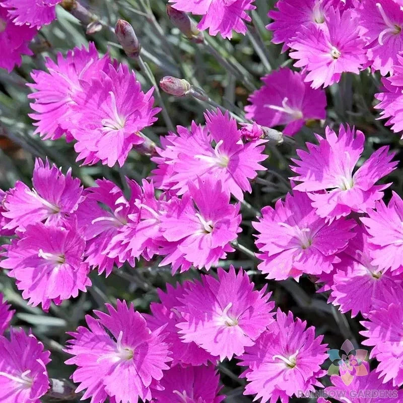 Firewitch Carnation Seeds - 200+ Seeds for Garden Planting - Dianthus gratianopolitanus - USA