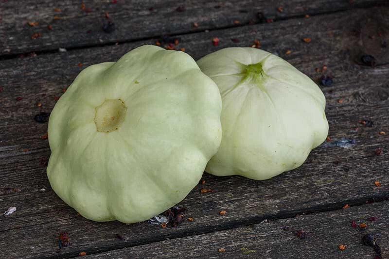 25+ Benning’s Green Tint Scallop Squash Seeds - Vegetable Seeds - Heirloom Variety - Cucurbita pepo - USA