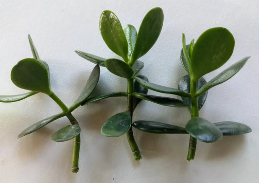 Jade Plant Cuttings - Fresh Live Cuttings Ready to Plant - Crassula ovata
