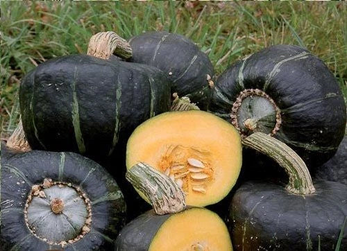 Buttercup Winter Squash Seeds - 10 Treated Heirloom Seeds - Sweet Flesh Variety (Cucurbita maxima)
