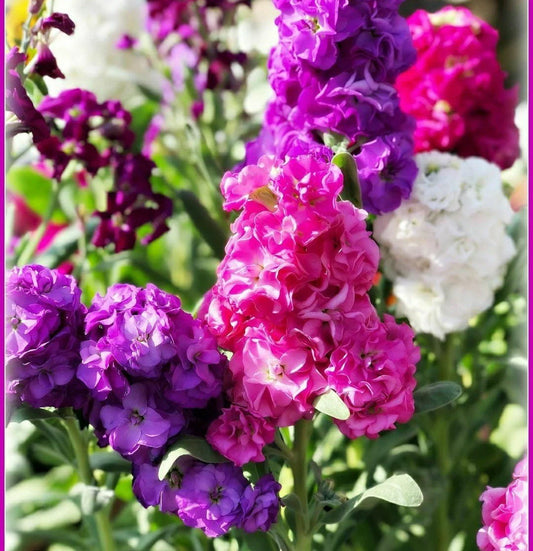 Evening Stock Flower Seeds Mix - 50 Pack, Matthiola Incana, Fragrant Garden Annuals for Planting
