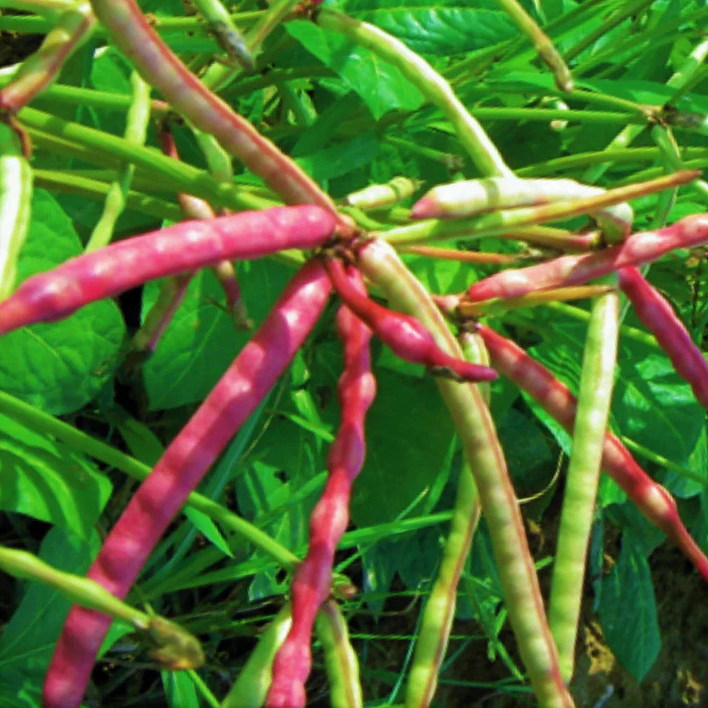 Mississippi Purple Hull Cowpea Seeds - 50+ Count - Brown Variety - Ideal for 2025 Planting - Vigna unguiculata