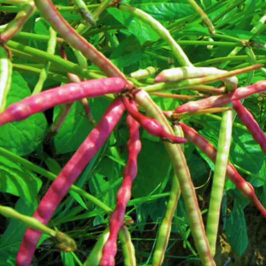 Mississippi Purple Hull Cowpea Seeds - 50+ Count - Brown Variety - Ideal for 2025 Planting - Vigna unguiculata