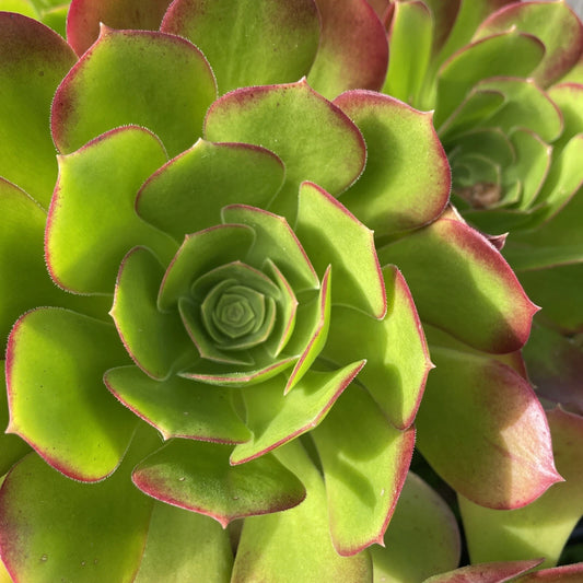 Aeonium Green Red Succulent Cuttings Lot 3-5” - Echeveria, Indoor Plant, Drought-Tolerant, Easy Care