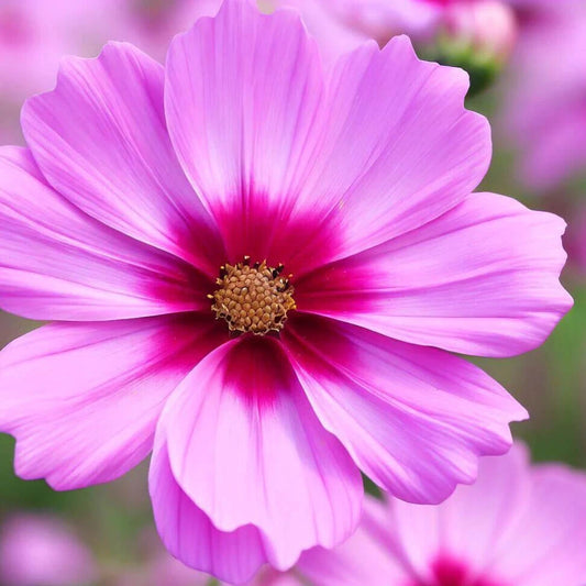 Gloria Cosmos Seeds | Non-GMO Flower Seeds | Colorful Garden Variety | Cosmos bipinnatus