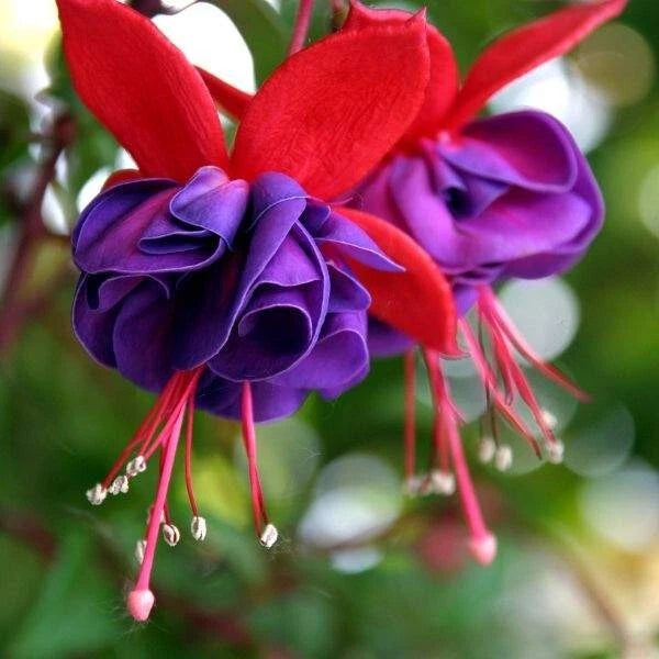 Fuchsia Plant Live | 3-4" Blue Eye Variety | Hummingbird Attracting | Fuchsia magellanica | Perfect Mother's Day Gift